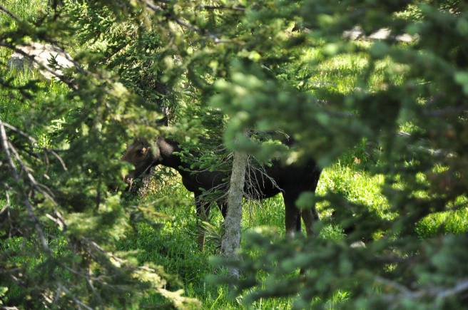 12916981_10153960063880661_7690193644666643670_o